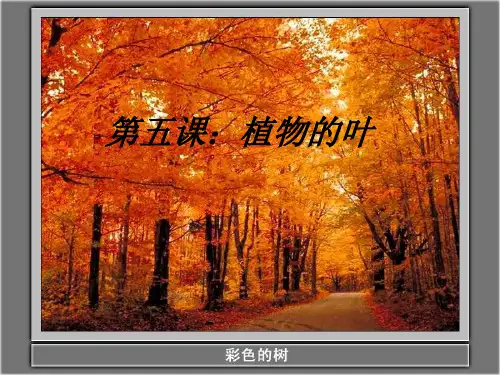 教科版三年级上册科学教学课件:1.5《植物的叶》(2)