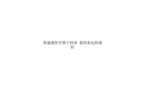 普通遗传学第十四章  基因表达的调控