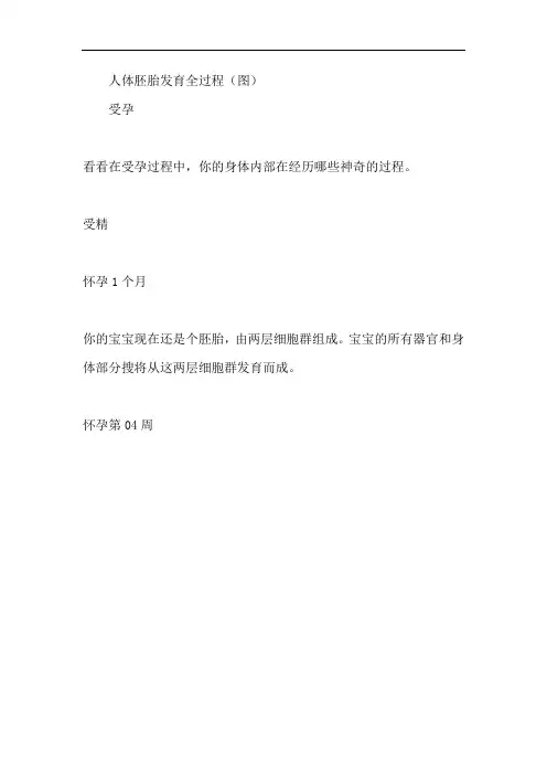 人体胚胎发育全过程