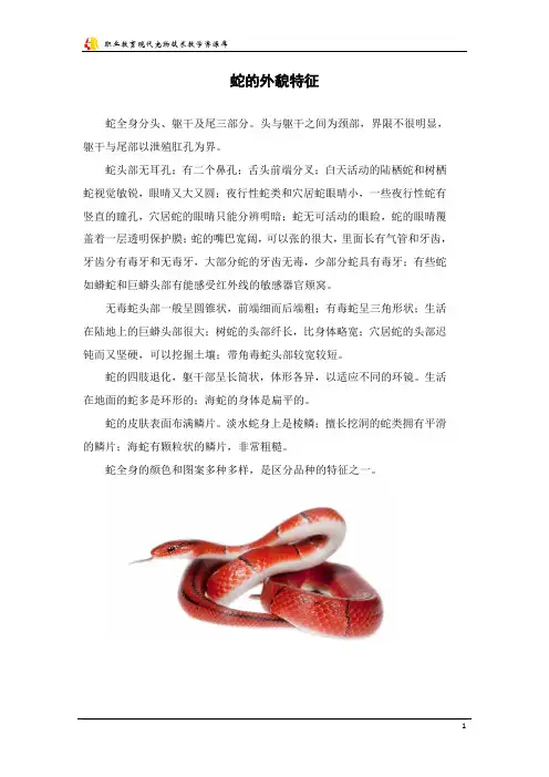 蛇的外貌特征讲解