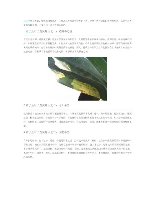 君子兰叶子发黄