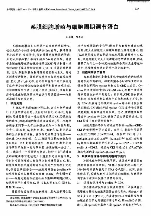 系膜细胞增殖与细胞周期调节蛋白