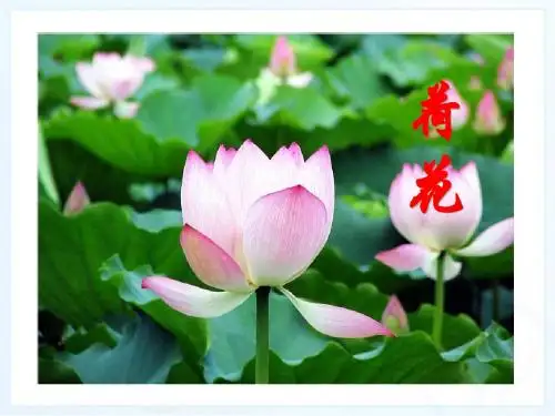 新课标人教版小学三年级语文下册:3、荷花PPT、优质教学课件