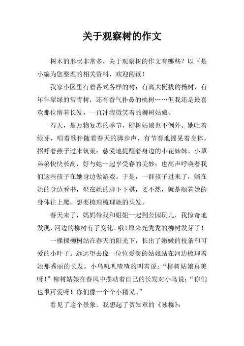 关于观察树的作文