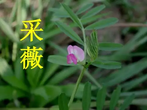 采薇_课件_讲课实用