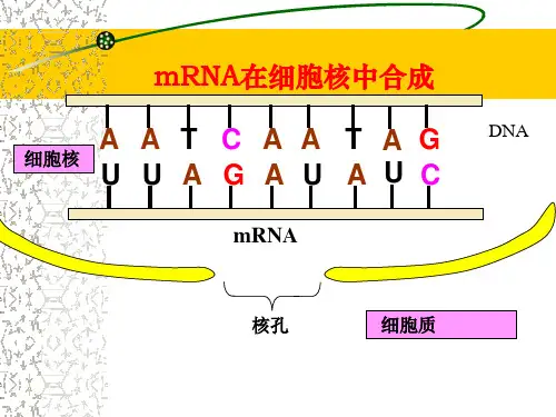 蛋白质的合成过程
