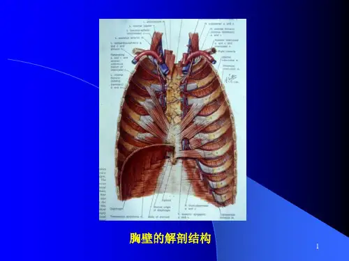 胸壁的解剖结构PPT课件