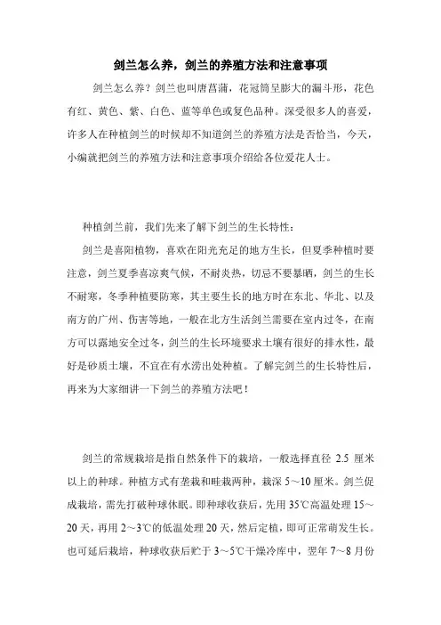 剑兰怎么养,剑兰的养殖方法和注意事项.doc