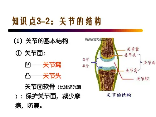 知识点3-2：关节的结构.