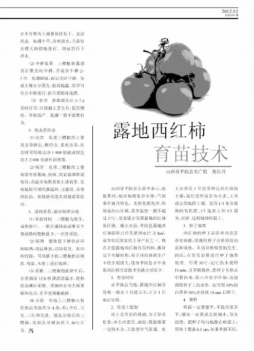 露地西红柿育苗技术