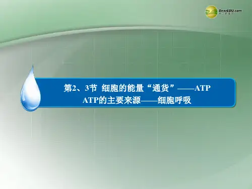 高中生物 第5章 第2、3节 细胞的能量“通货” ATP 、ATP的主要来源 细胞呼吸1课件 新人教