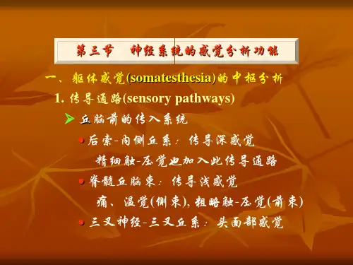 神经系统3