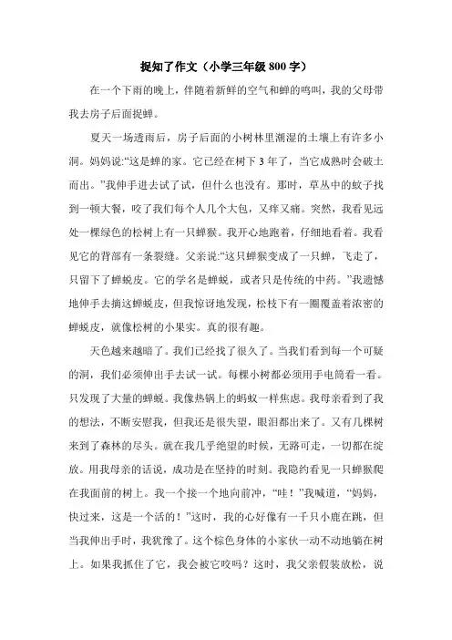 捉知了作文(小学三年级800字).doc