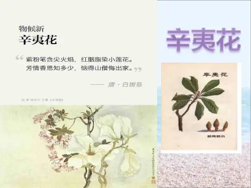 辛夷花