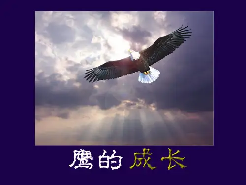 鹰的成长