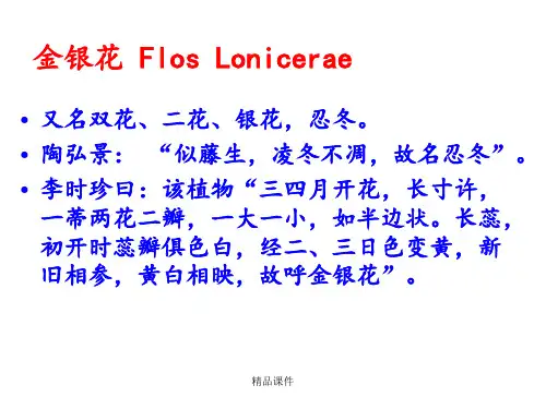 金银花(1)