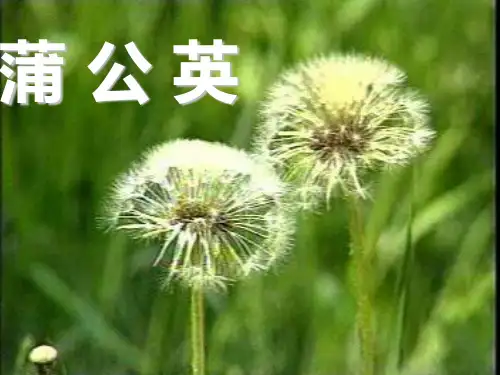 最新苏教版小学三年级上册8《蒲公英》ppt课件5公开课优质课件精品