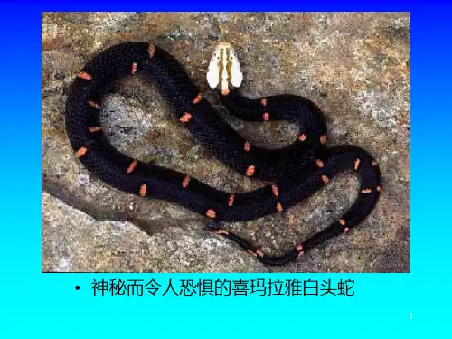 天下名蛇PPT课件