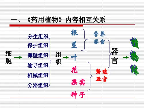 植物细胞模式图