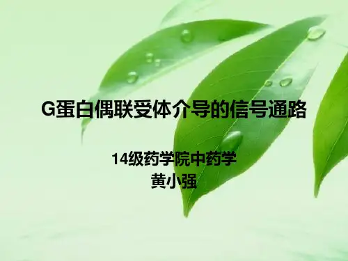 G蛋白偶联受体介导的信号通路
