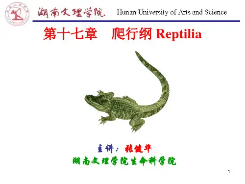 第18章 爬行纲(教案)-new
