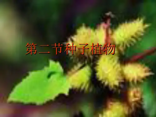 种子植物(39)初中生物课件