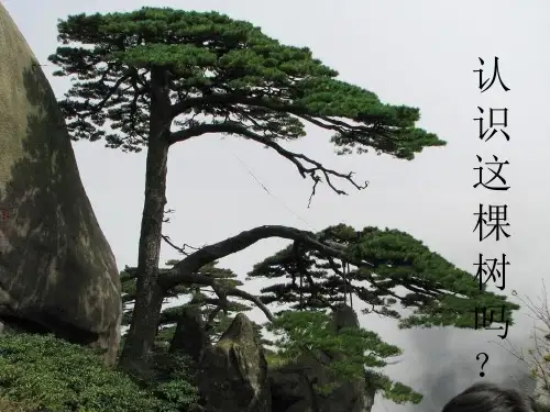 黄山记徐迟上课用ppt课件