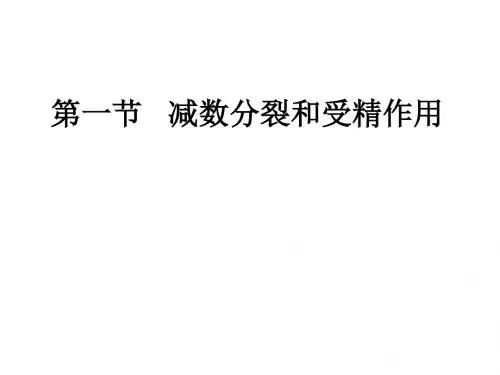 减数分裂