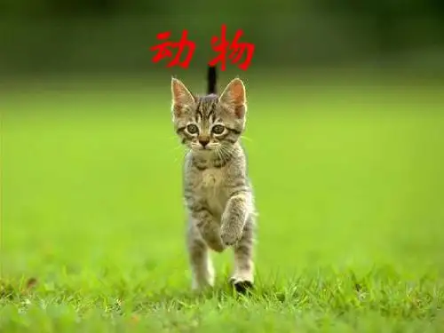 猫1
