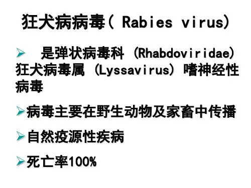 狂犬病病毒(Rabiesvirus)