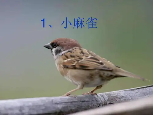 五年级上语文课件-第1课 小麻雀-语文S版【小....ppt