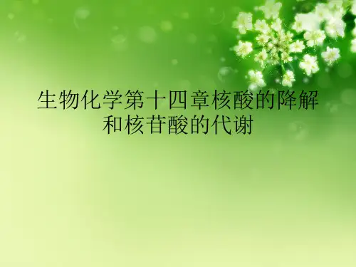 生物化学第十四章核酸的降解和核苷酸的代谢优秀课件
