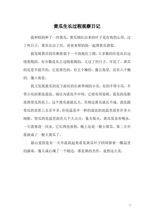 黄瓜生长过程观察日记