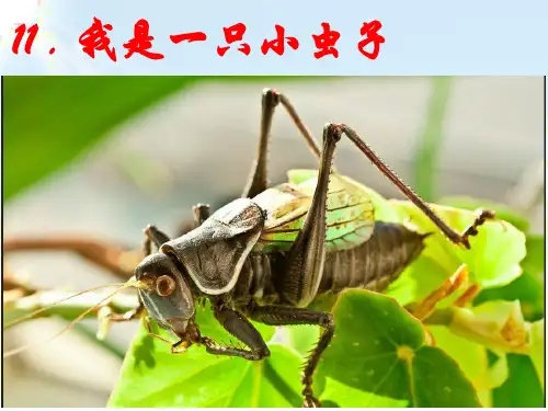 (人教部编版教材)我是一只小虫子完美版