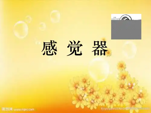 眼睛结构详细图解ppt