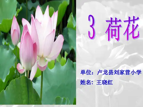 《荷花》说课稿ppt课件