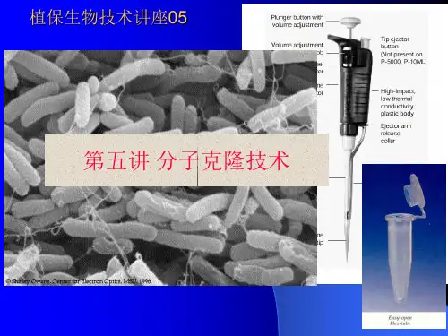 分子克隆技术讲解课件