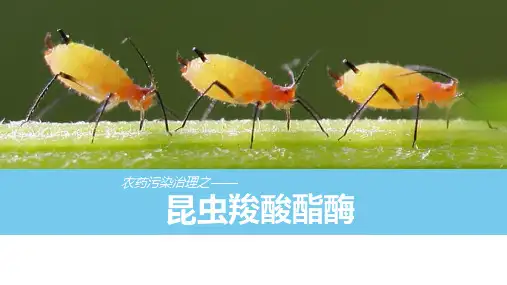 大学创新大赛 昆虫羧酸酯酶