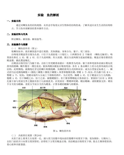 实验 鱼的解剖