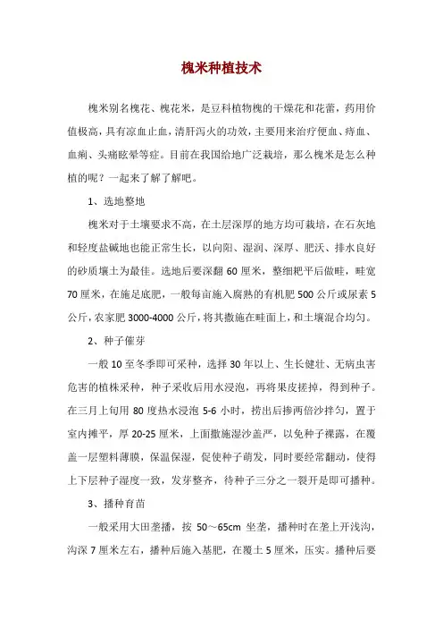 槐米种植技术