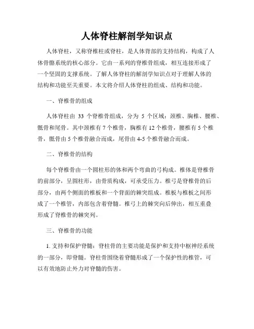 人体脊柱解剖学知识点