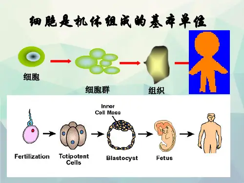 第四节胚胎干细胞培养与应用