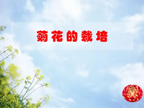 初中综合实践_菊花的栽培教学课件设计