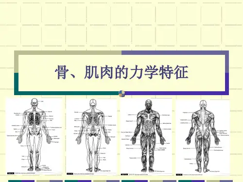 骨,肌肉的力学特征讲解