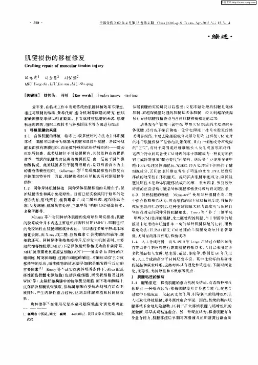 肌腱损伤的移植修复