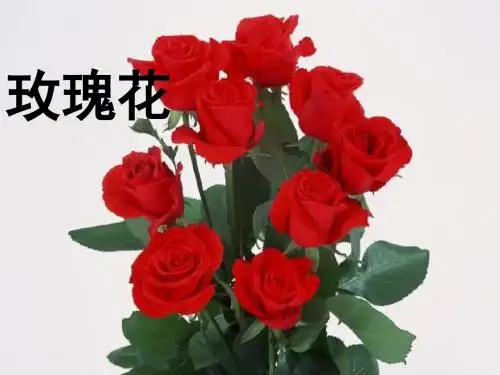 4二年级语文下册第一单元小鹿的玫瑰花教学PPT课件