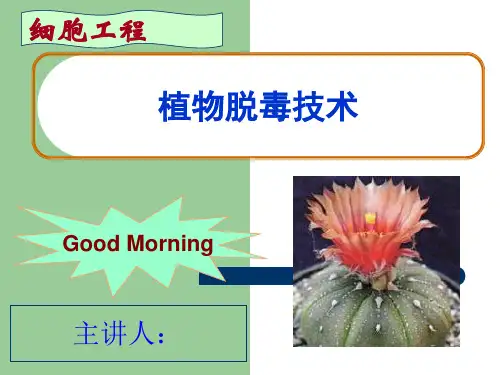植物脱毒技术