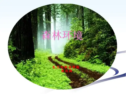 森林环境