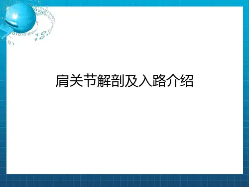 肩关节解剖入路及打结