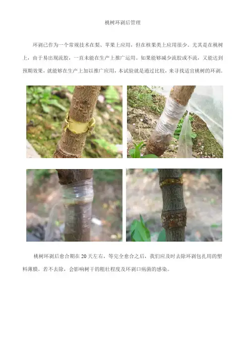 桃树环剥后管理